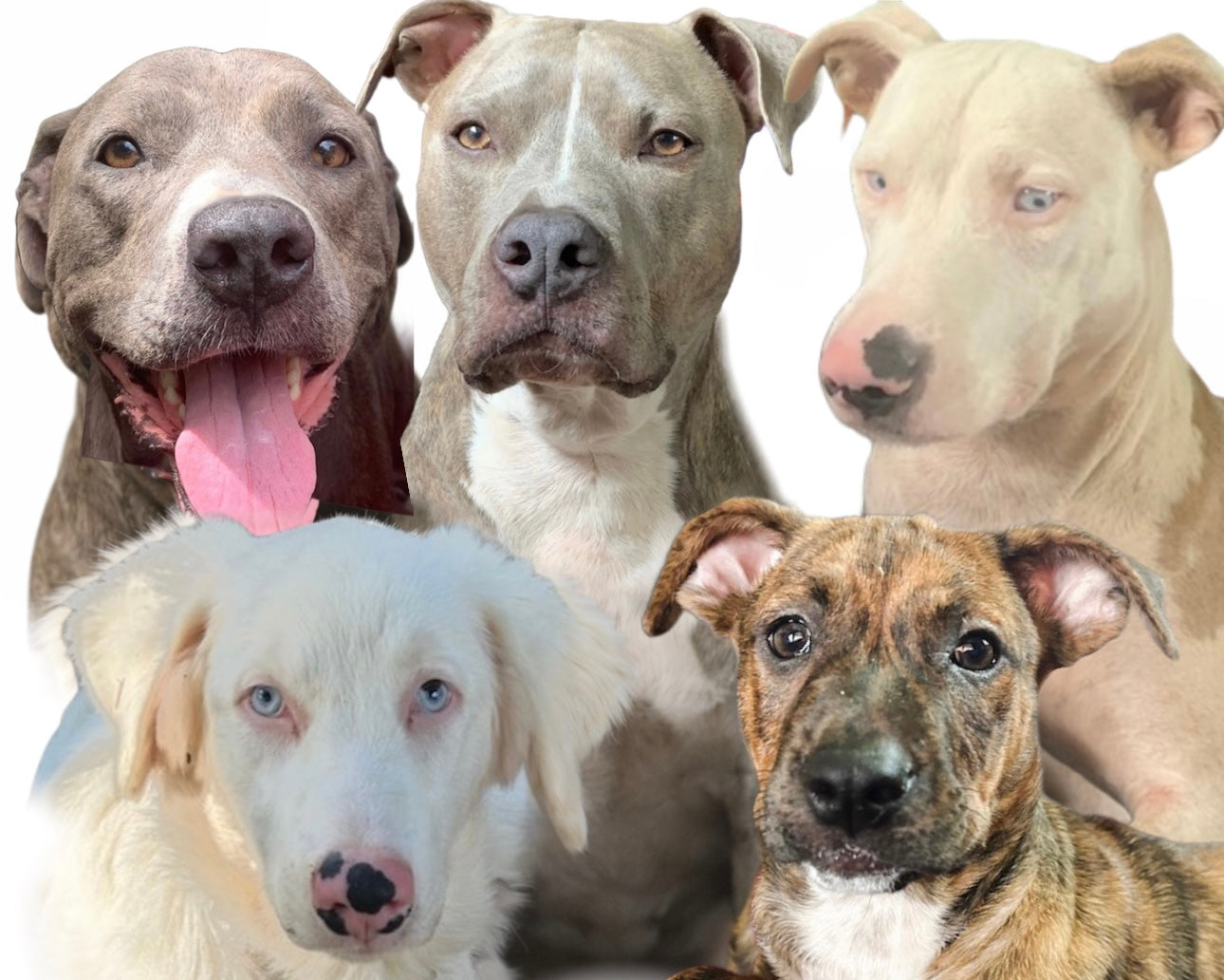 Custom 5-Dog Portrait Commission – Payment 2 of 8 (11x14 Drawing)