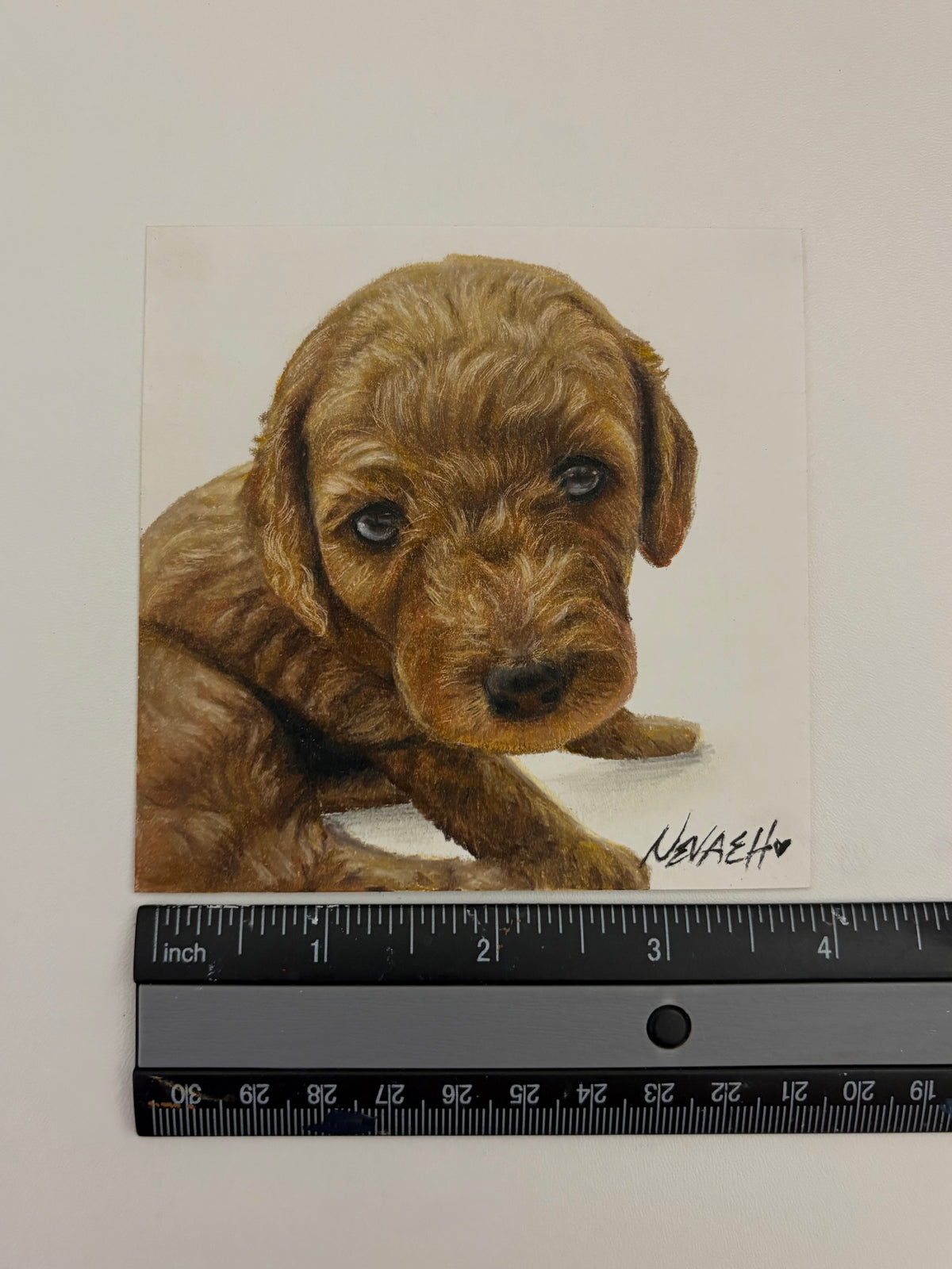 Custom Mini Pet Portrait - 4x4inch Colored Pencil Drawing