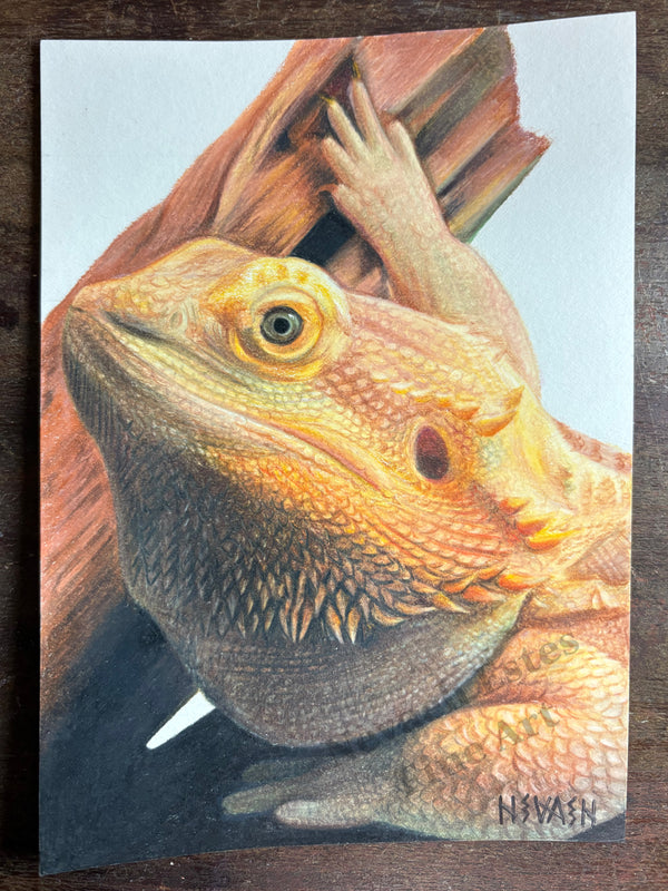 "Bearded Dragon"